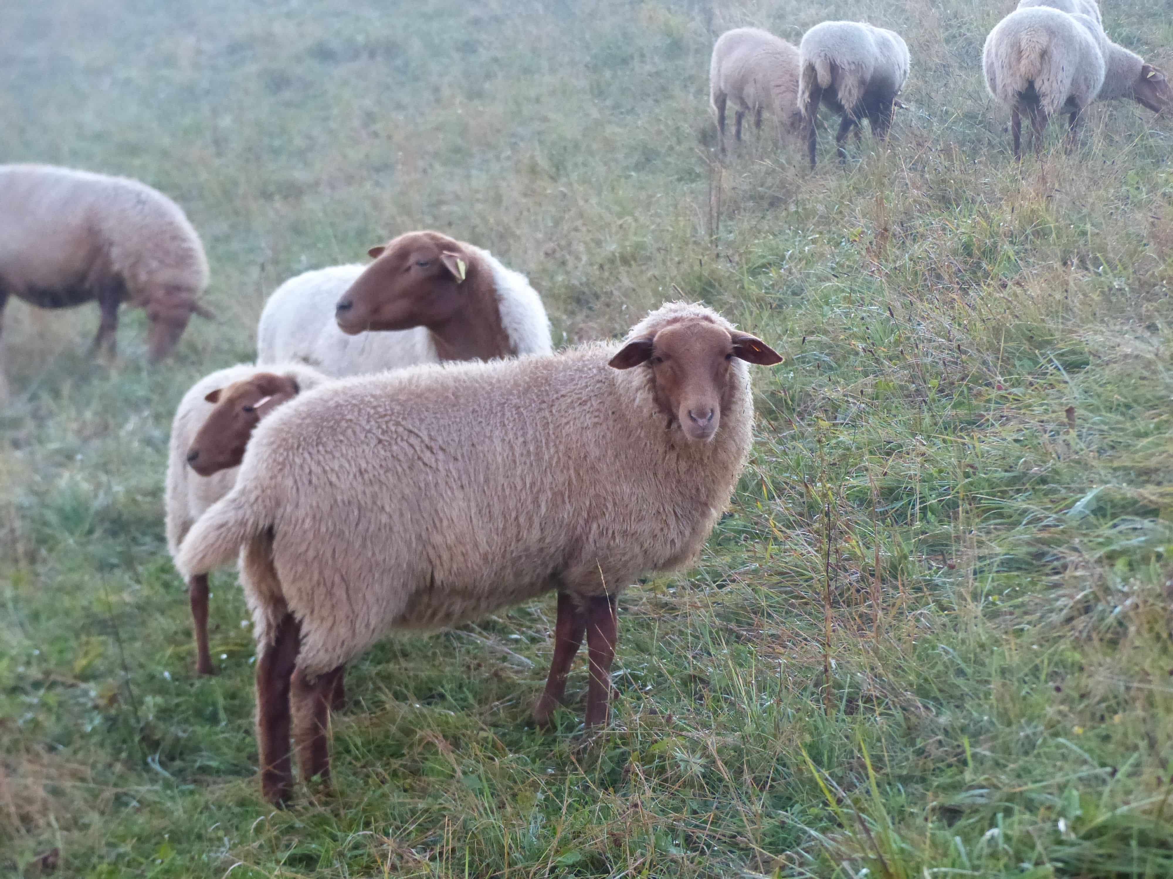 Finkhof Schafe auf Wiese mit leichtem Nebel