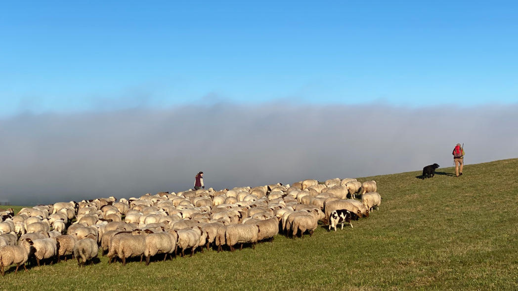 Finkhof Schafherde bei der Wanderung von Herrot nach Arnach