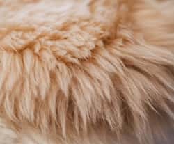 Nahaufnahme von hellem Fell