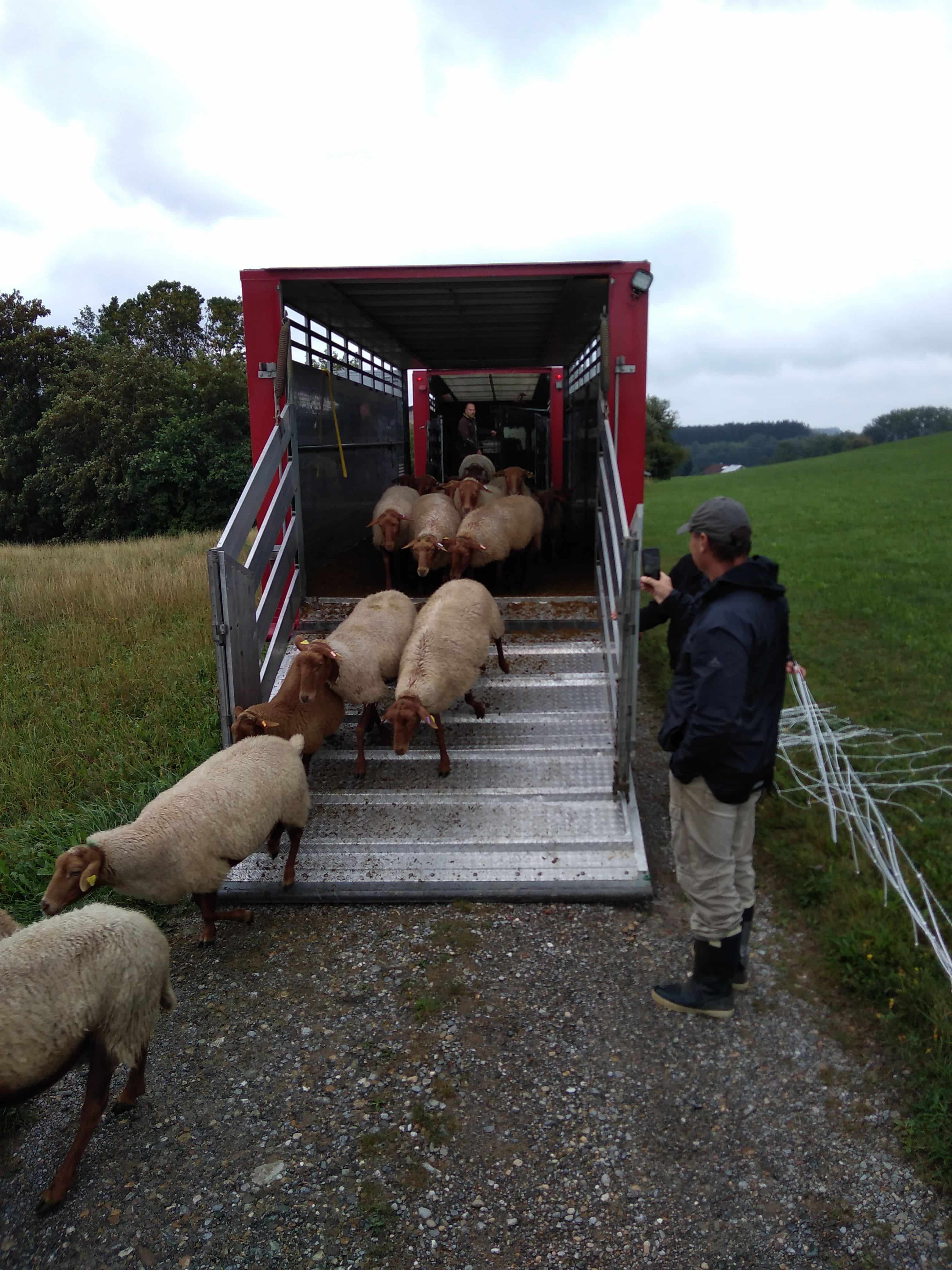 Finkhof Schafherde steigt aus rotem Anhänger