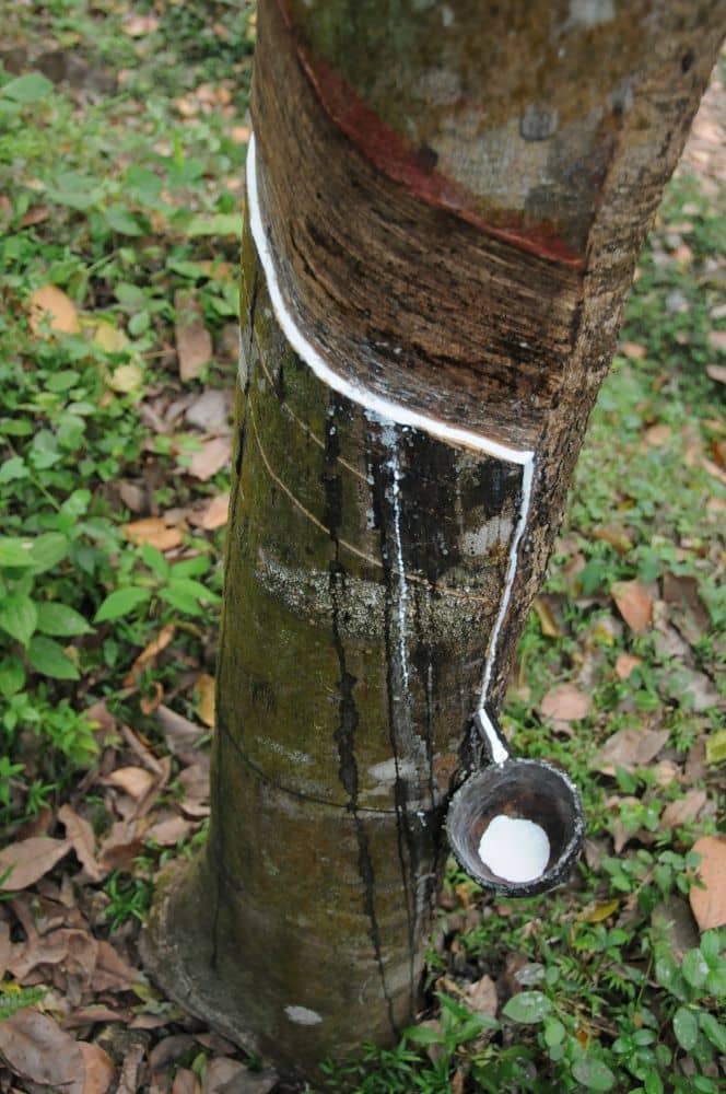 Naturkautschuk_Milch weiße Kautschukmilch läuft aus Baum in ein Auffangschälchen