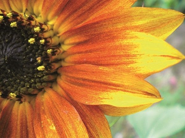 Nahaufnahme von oranger Blumenblüte mit schwarzem Kern