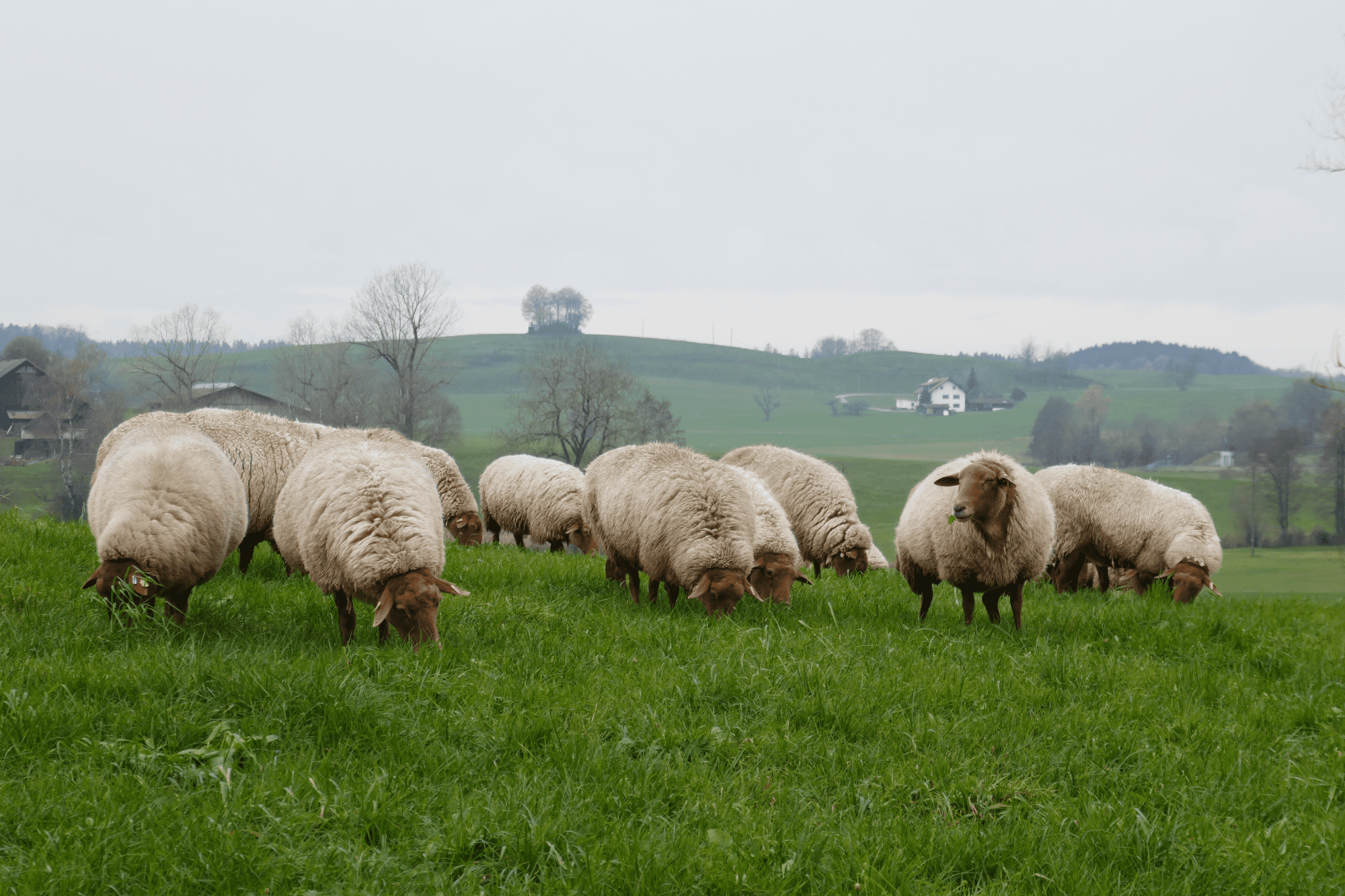Von Menschen, Füchsen und Schafen Fuchsschafe in Herde auf einer Wiese