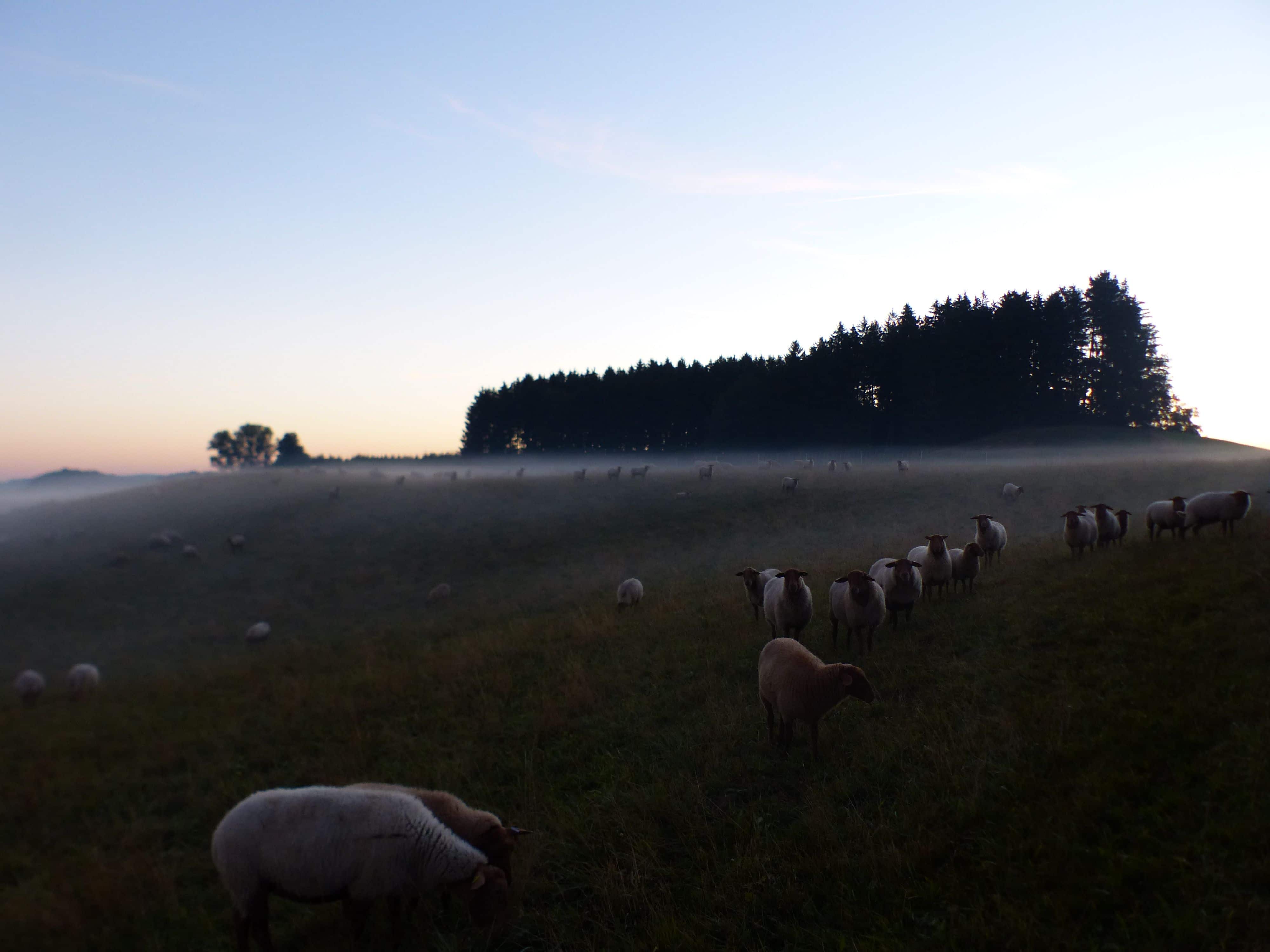 Finkhof Schafherde auf Weide mit Wald im Hintergrund und leichtem Nebel