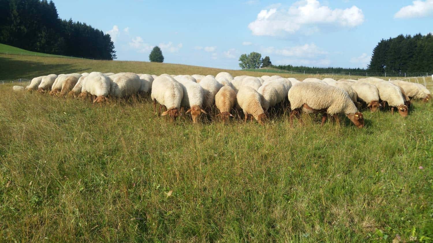 Grasende Schafherde auf einer Weide