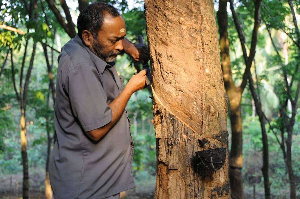 rubber_mann Mann macht Kerbe in Kautschukbaum, um Kautschuk zu gewinnen