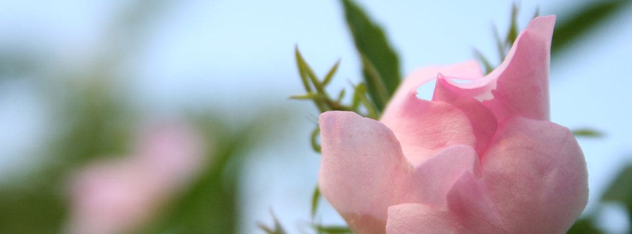 Finkhof Banner Pflege mit Nahaufnahme von rosa Rosenblüte