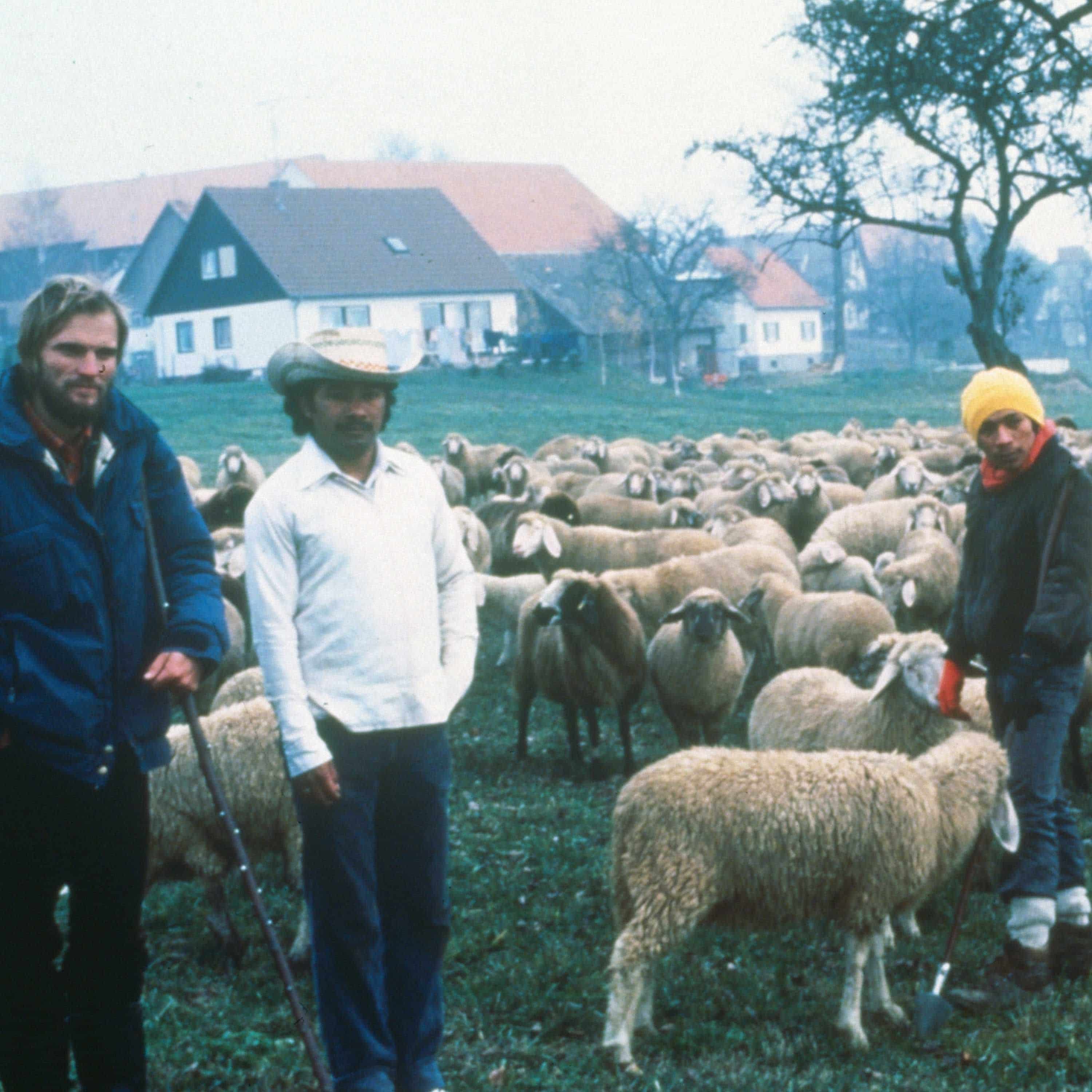 Menschen mit Schafe in Arnach