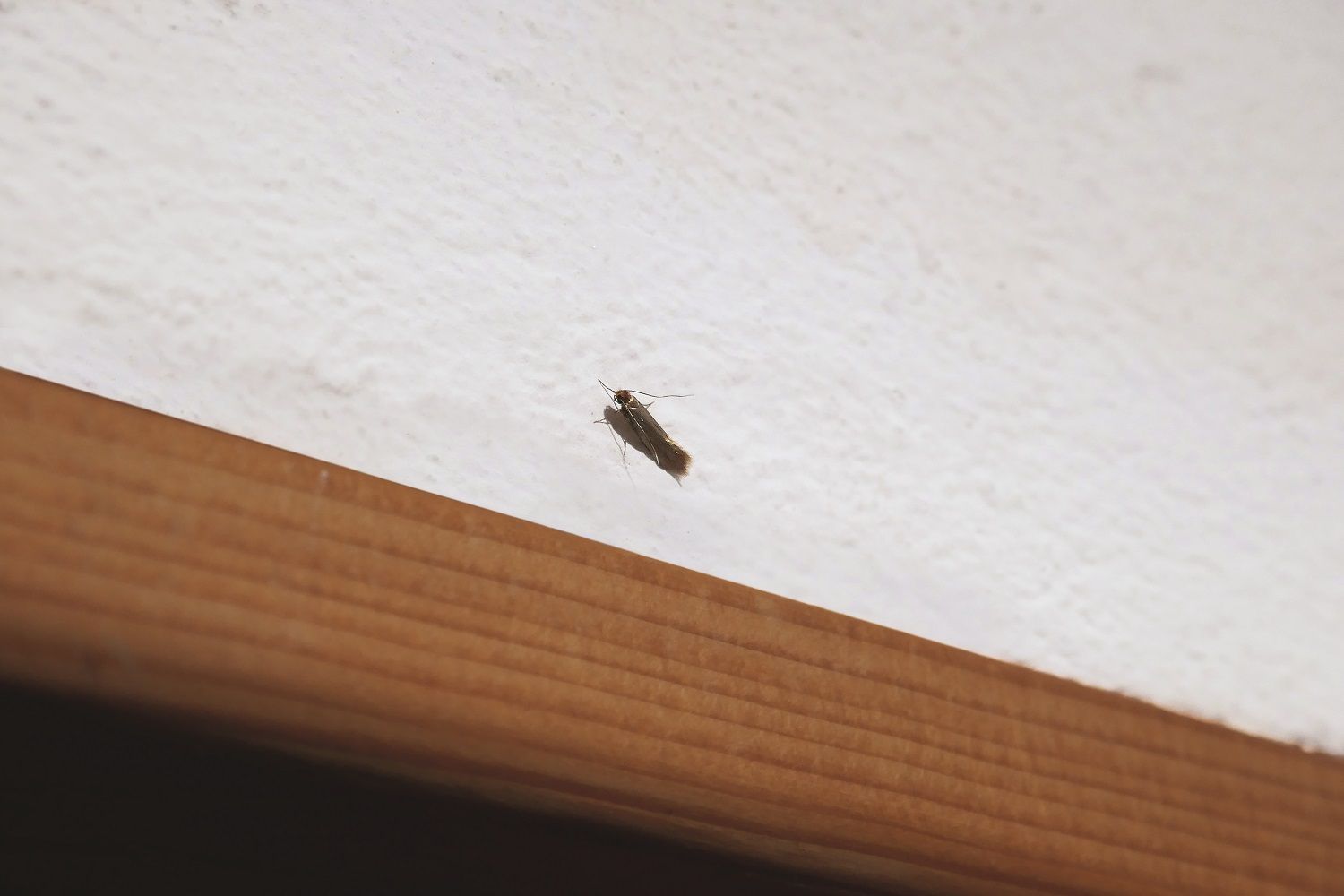 mottenbefall-s215-motte-052 Motte auf weißer Wand