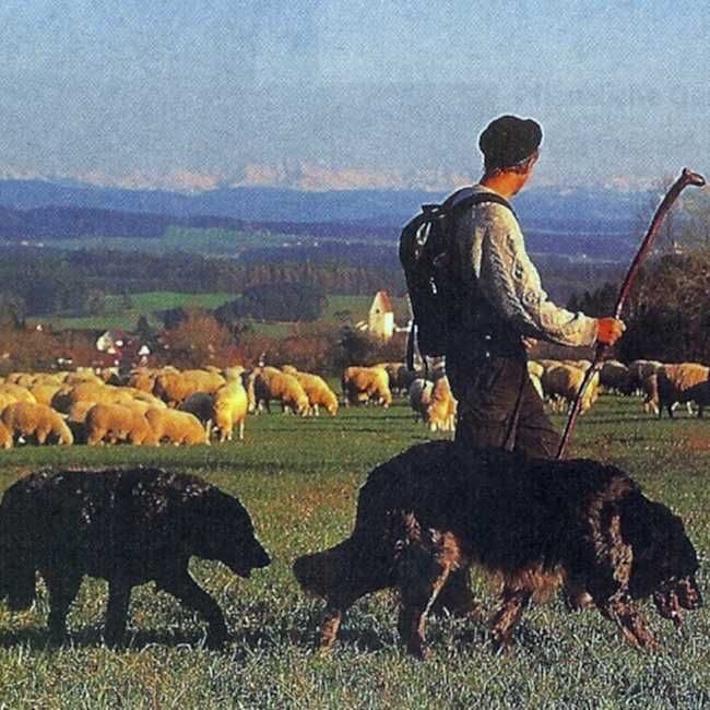 historisches Bild von Finkhof Schäfer mit Schafherde