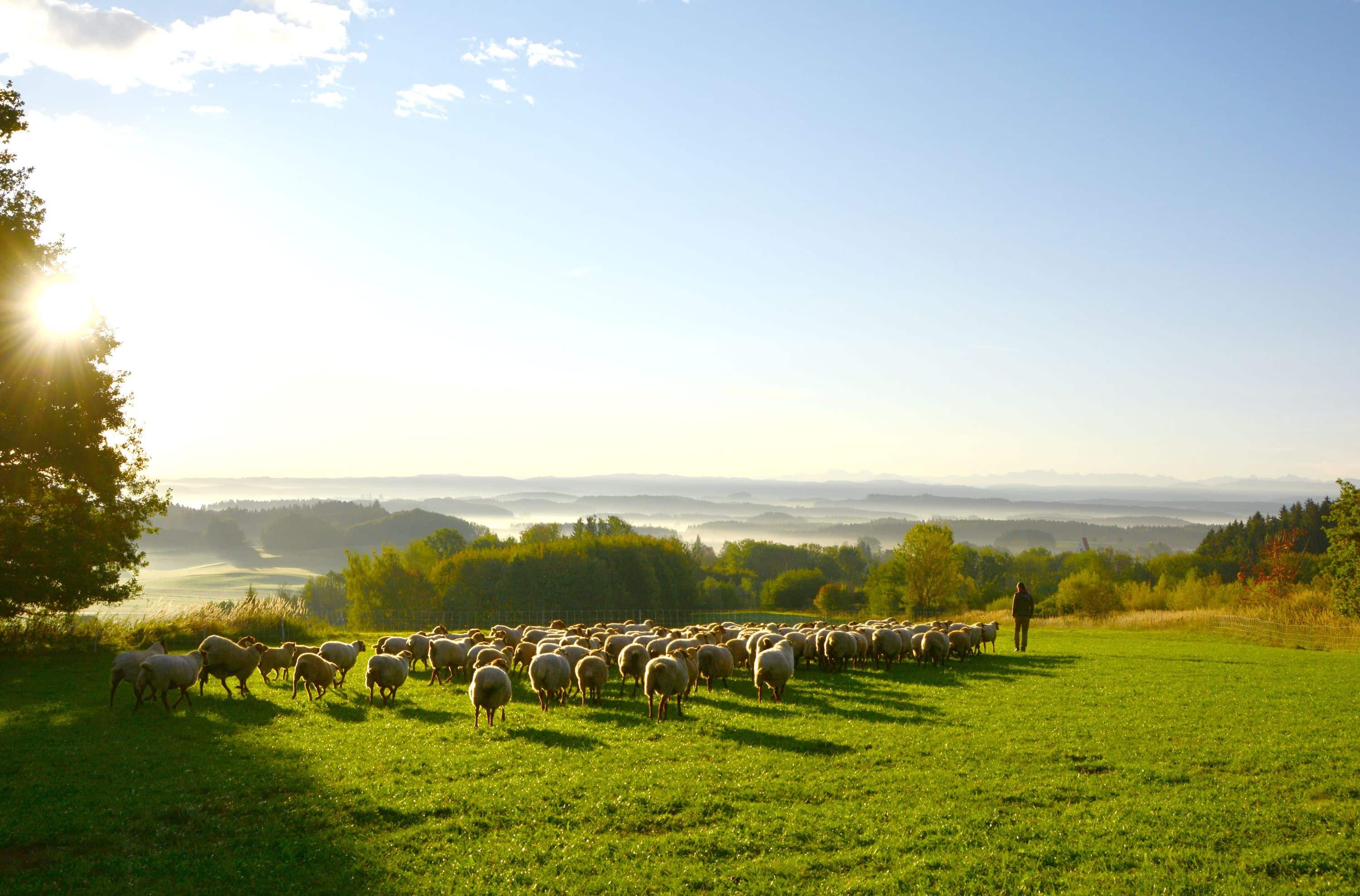 Schafherde läuft im Frühling über grüne Wiese mit Wäldern und Nebel im Tal
