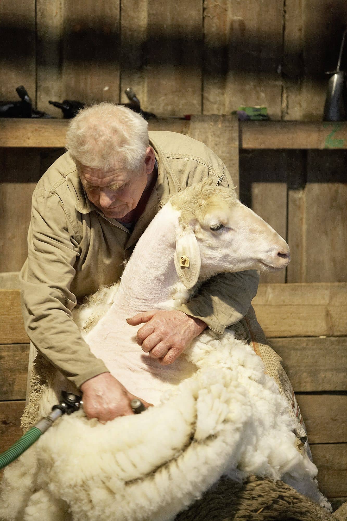 Eigenschaften-der-schafwolle-Merinowolle-Scheren-11V7VKyH22eUvEW Merinoschaf wird von Mann geschoren