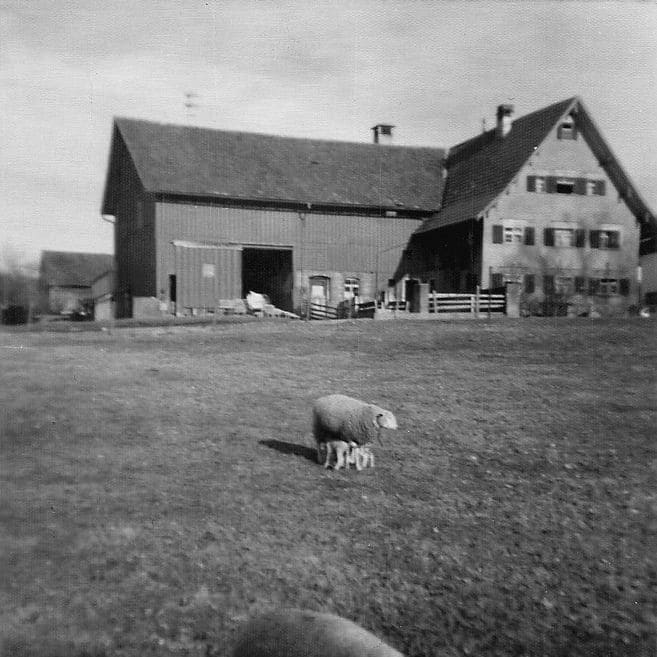 schwarz weiß Bild von FInkhof und einem Schaf