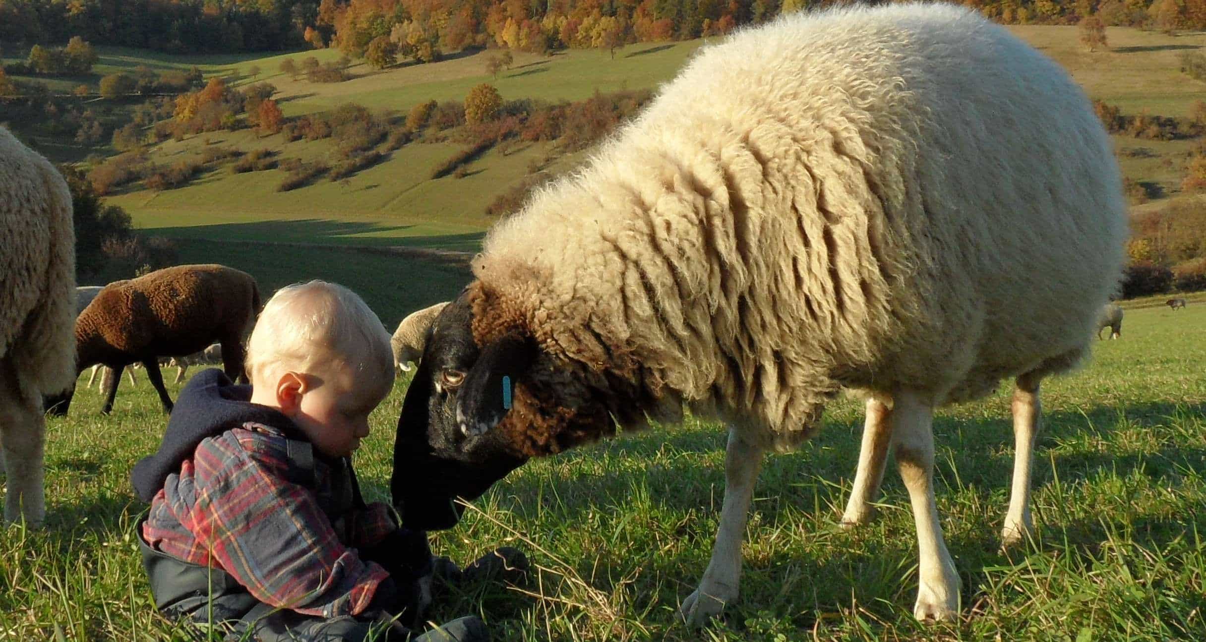 Kind sitzt auf Wiese in einer Schafherde und wird von einem Schaf beschnuppert