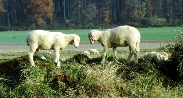 Finkhof Motiv für biologische Tierhaltung