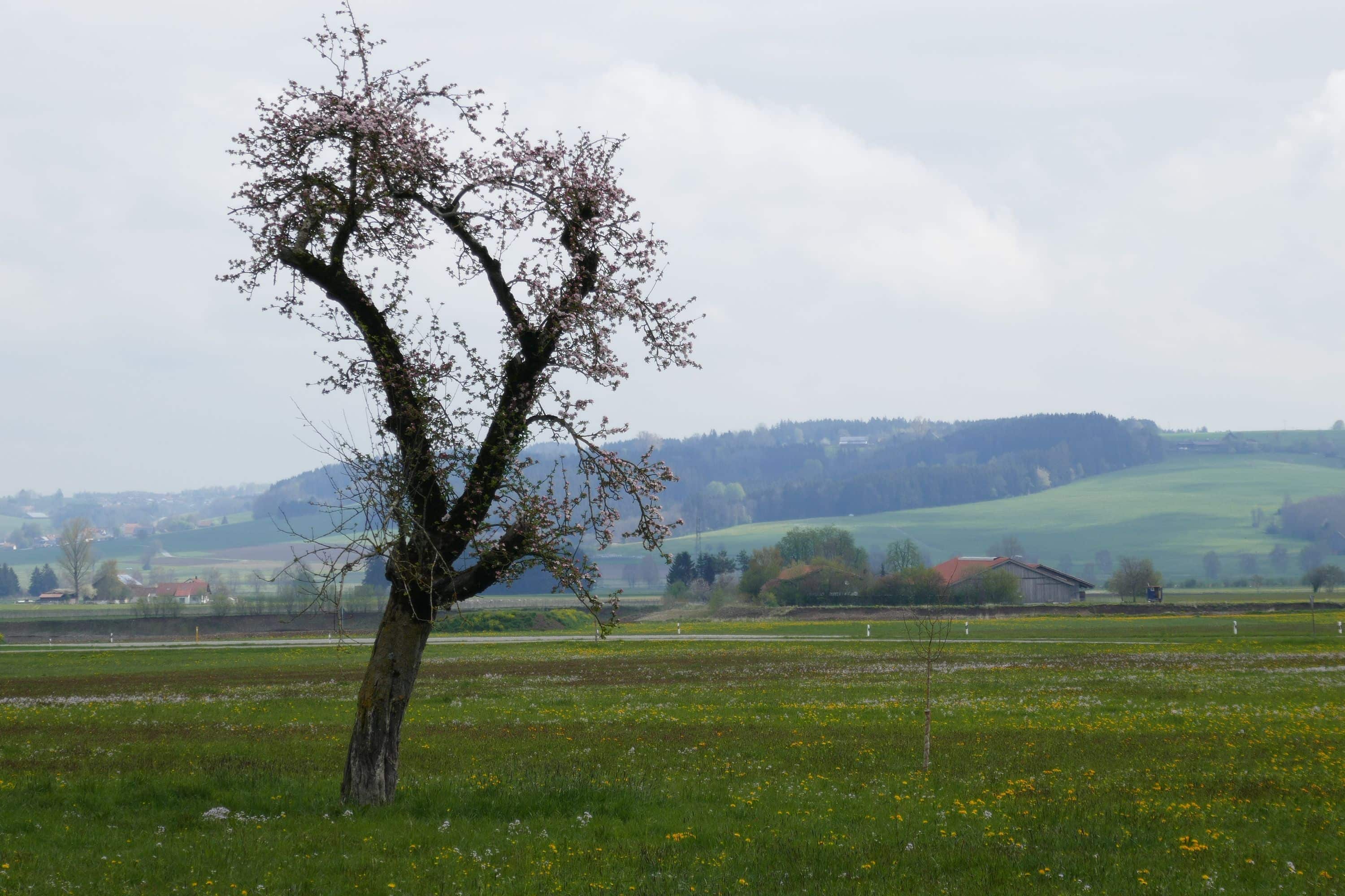 kahler Apfelbaum steht im Frühling auf einer Wiese bei der Schäferei Falkenhof