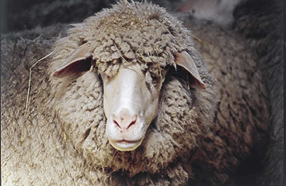 Merino-Gesicht-09 Gesicht von Merinoschaf mit viel Wolle auf dem Finkhof