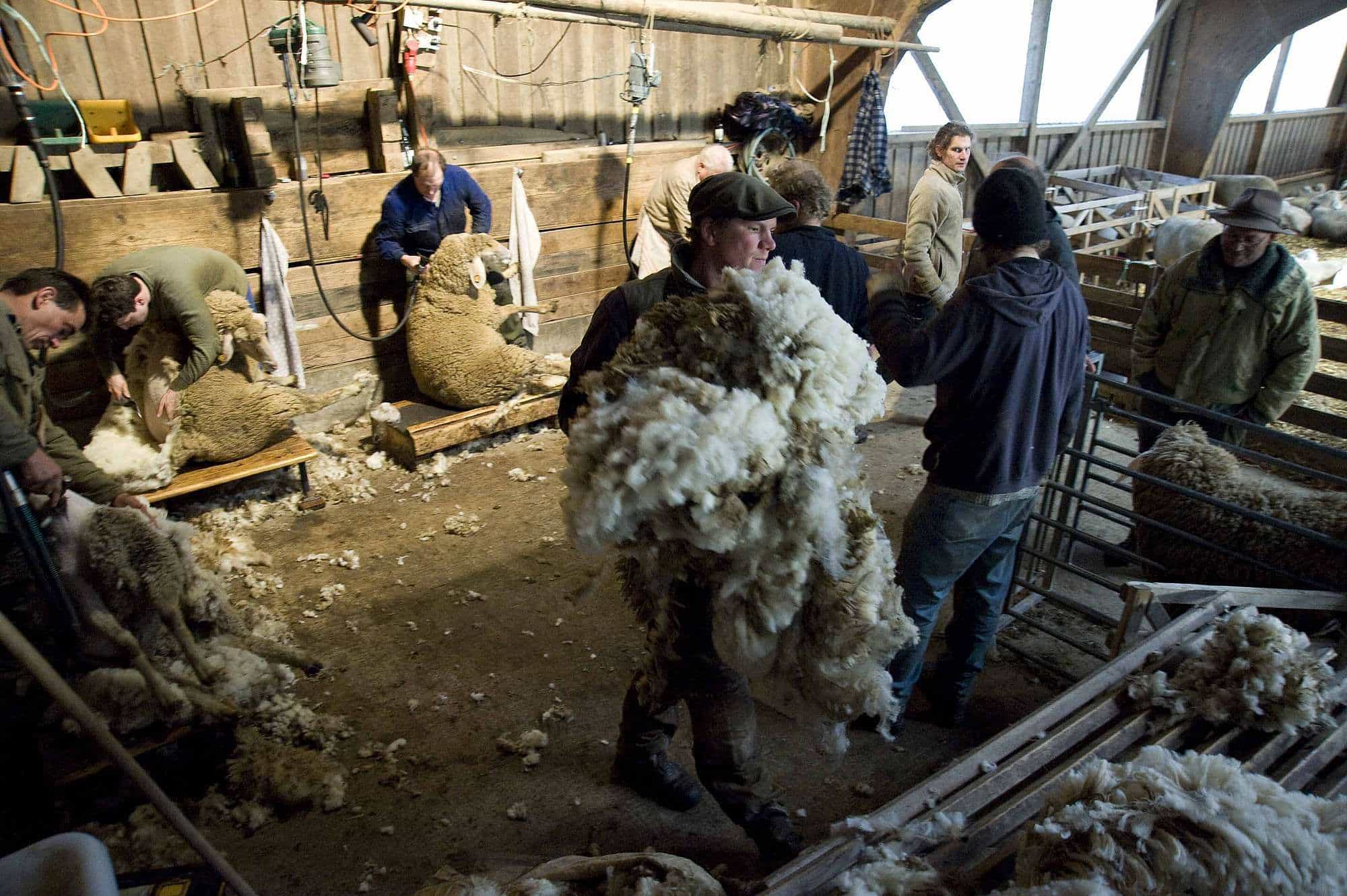 ueber-uns-unsere-wolle-finkhof-schafscheren-web-120 Finkhof Schafe werden geschoren