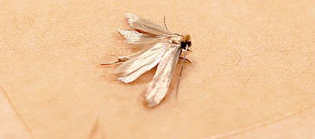 Motte auf hellem Untergrund