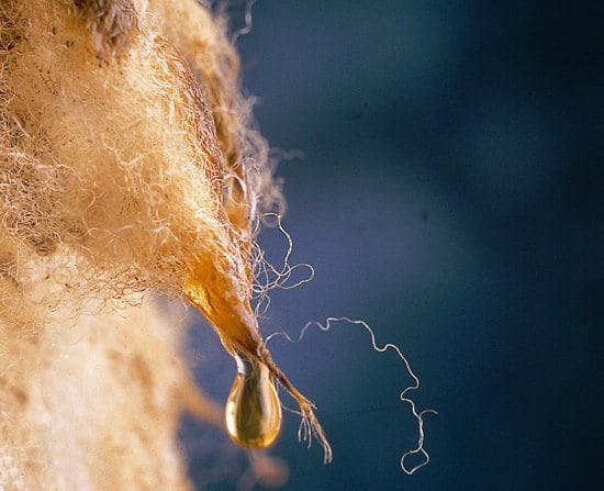 schafwolle-feucht5cee383c1089f Nahaufnahme von feuchter Schafwolle