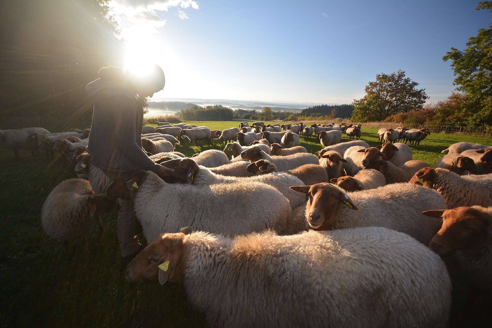 ber-uns-unsere-wolle-unsere-schafe Finkhof über unsere Wolle, Schäferin steht bei Sonnenuntergang in ihrer Herde