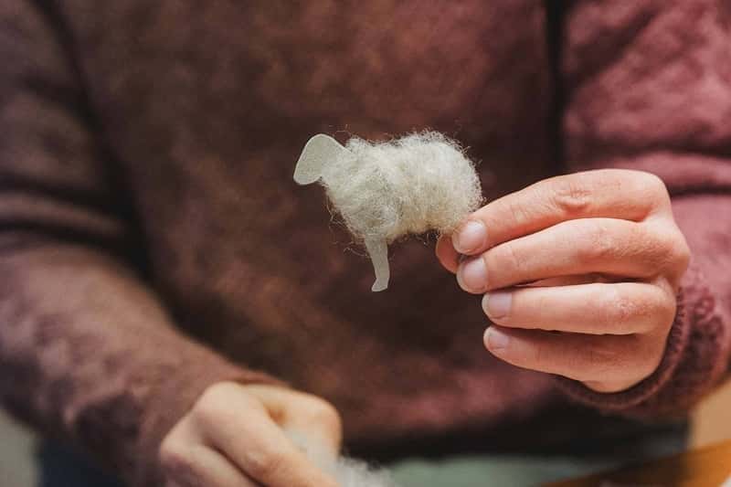 Frau hält Wollschaf mit Pappe in der Hand