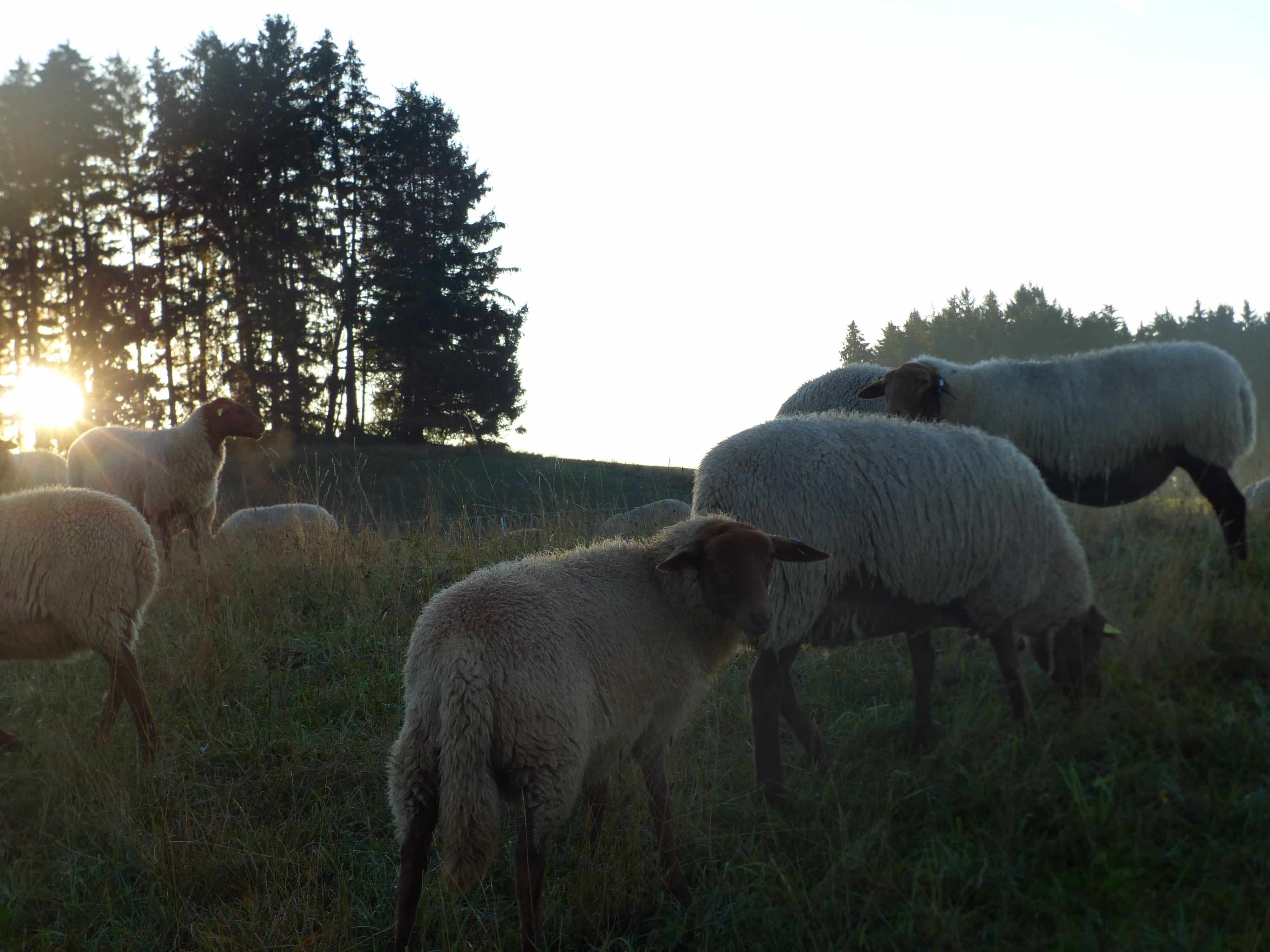 grasende Finkhof Schafe vor einem Sonnenaufgang