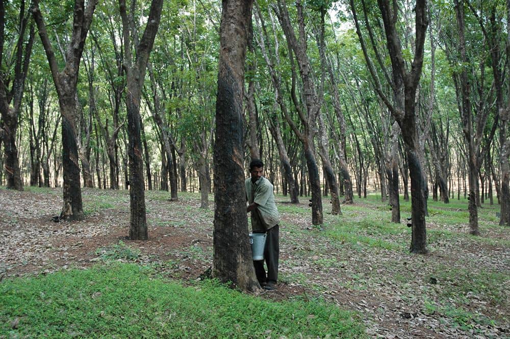 rubber_trees Wald mit Kautschukbäumen