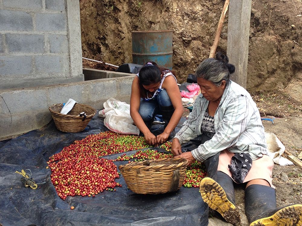 Frauen verlesen Kaffeebohnen auf einer Plane
