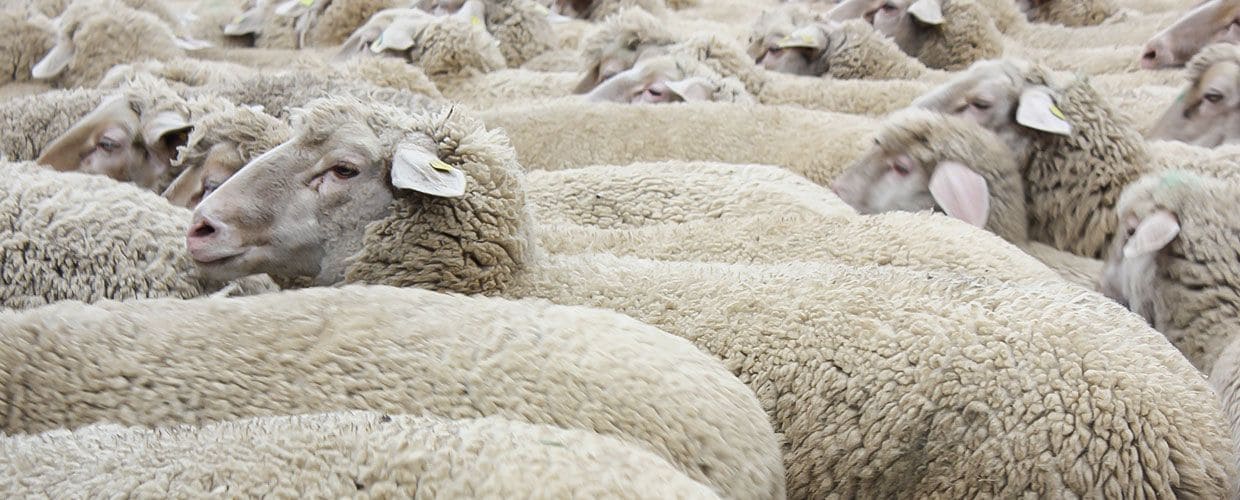 Schafherde dicht gedrängt