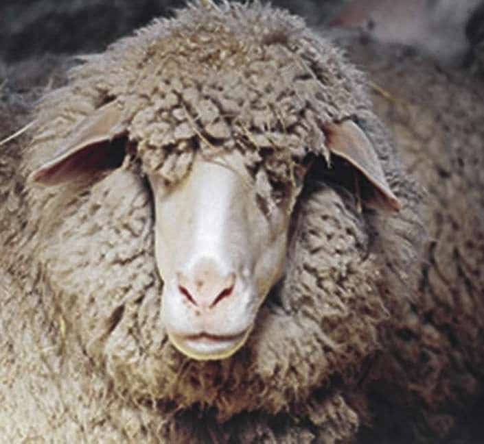 Mulesing-Merino-Gesicht-09 Finkhof Merinoschaf, Nahaufnahme vom Gesicht