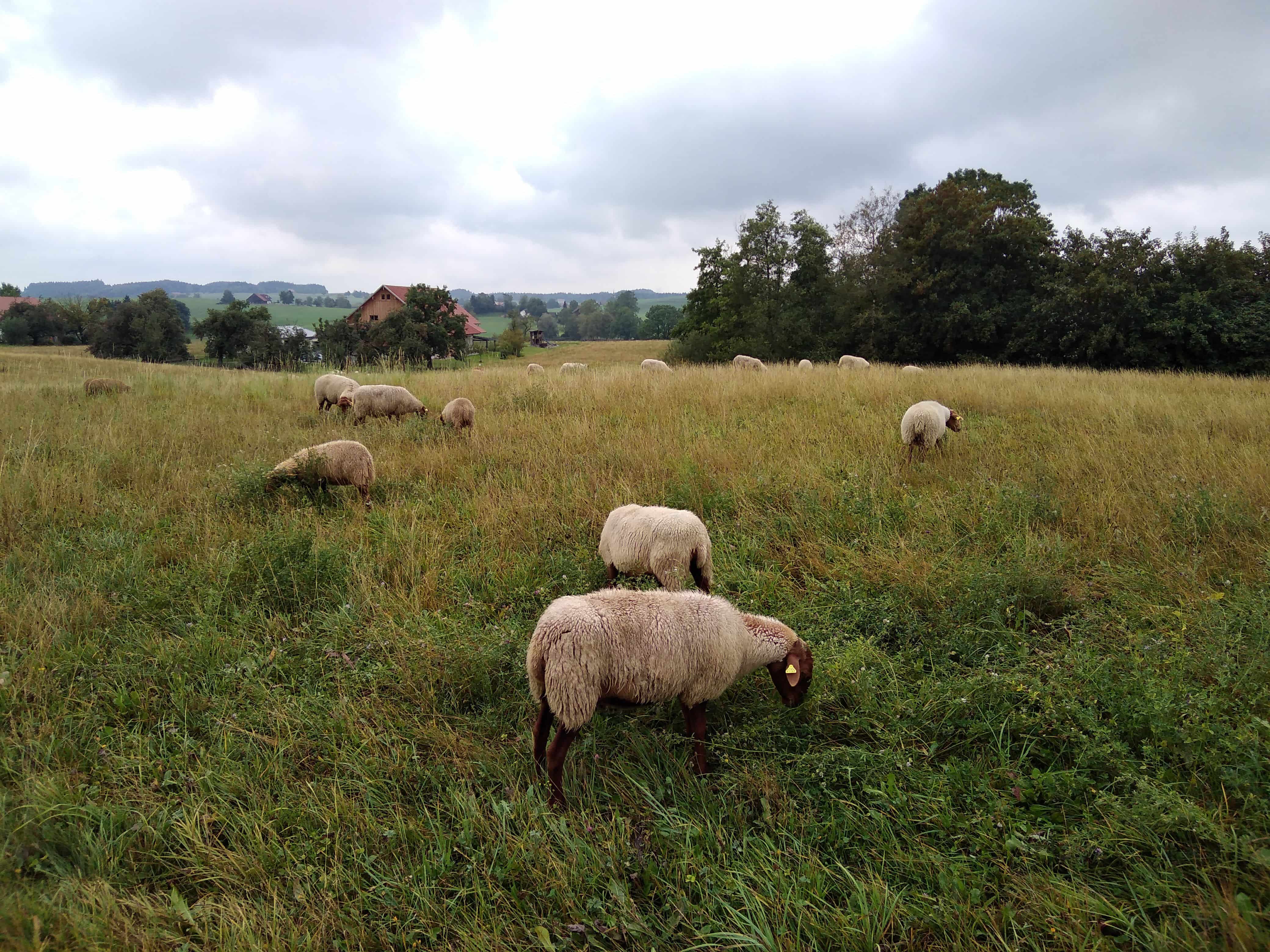 Finkhof Schafherde auf Weide mit braunen Gräsern
