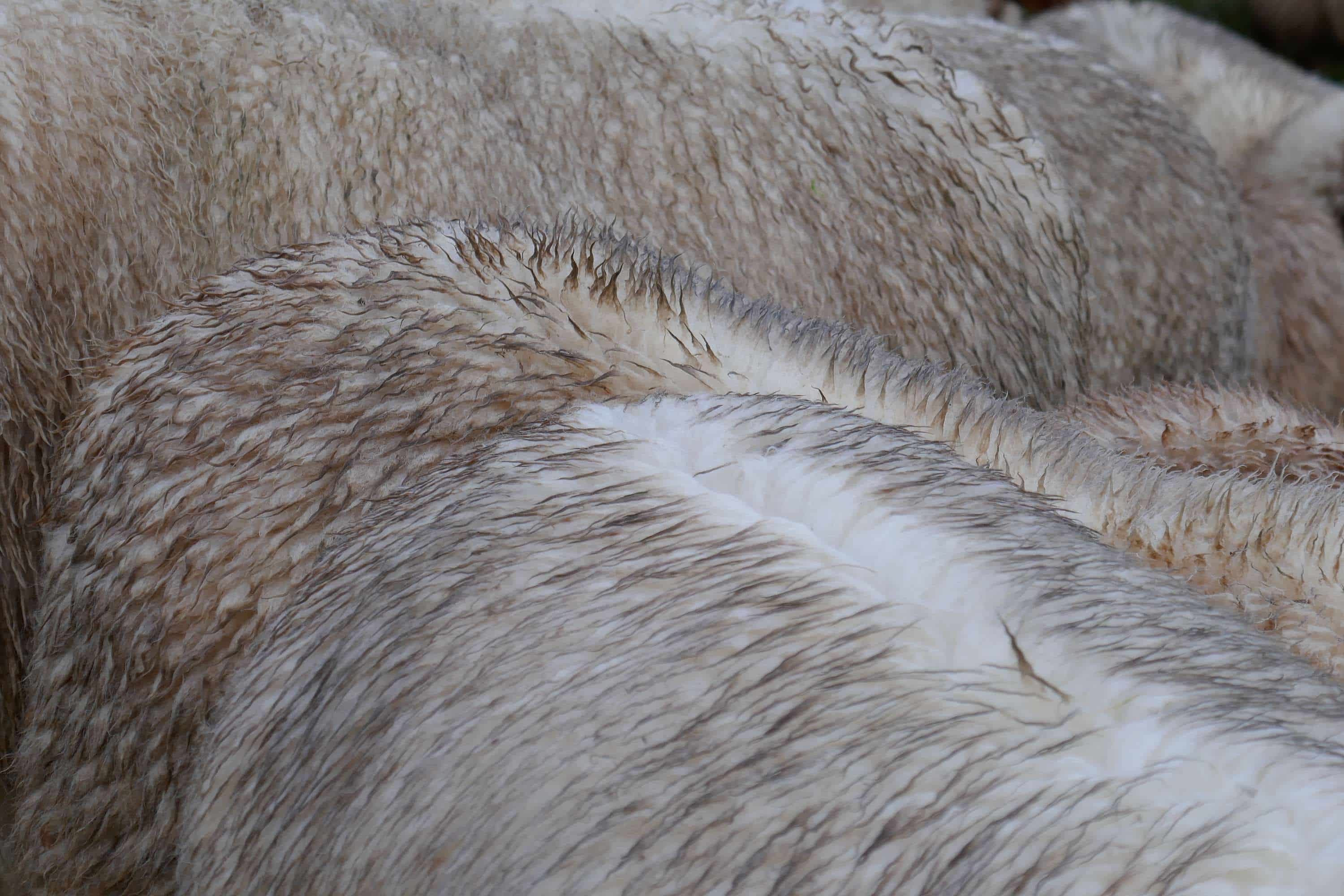 Eigenschaften-der-Wolle-Wollr-cken-547 Nahaufnahme von Schafrücken mit wasserabweisender Wolle