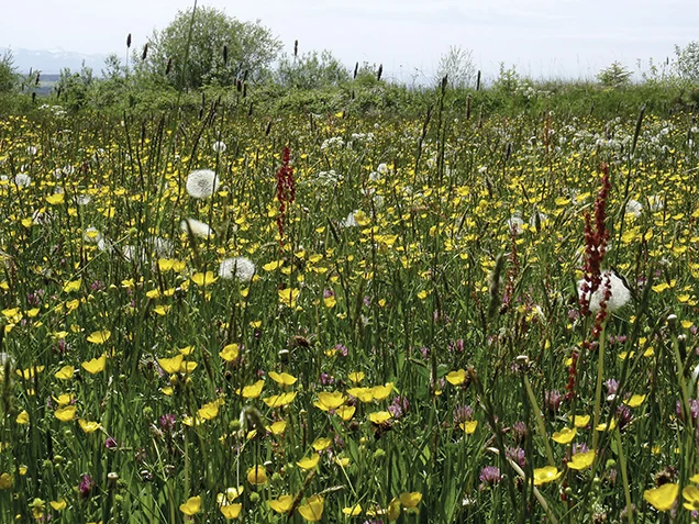 S-159AusblickeMaiwiese-078 Ausblick auf eine Maiwiese mit gelben Blumen, Finkhof