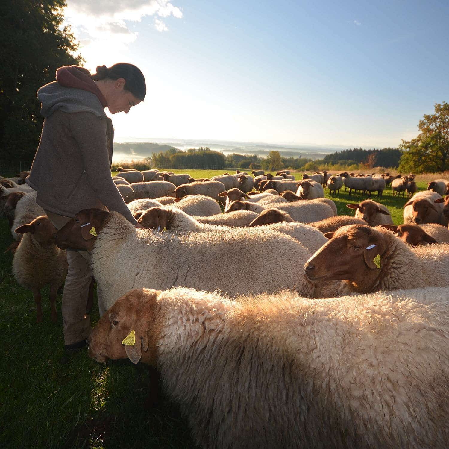 Irina in Schafherde mit Fuchsschafen auf dem Falkenhof