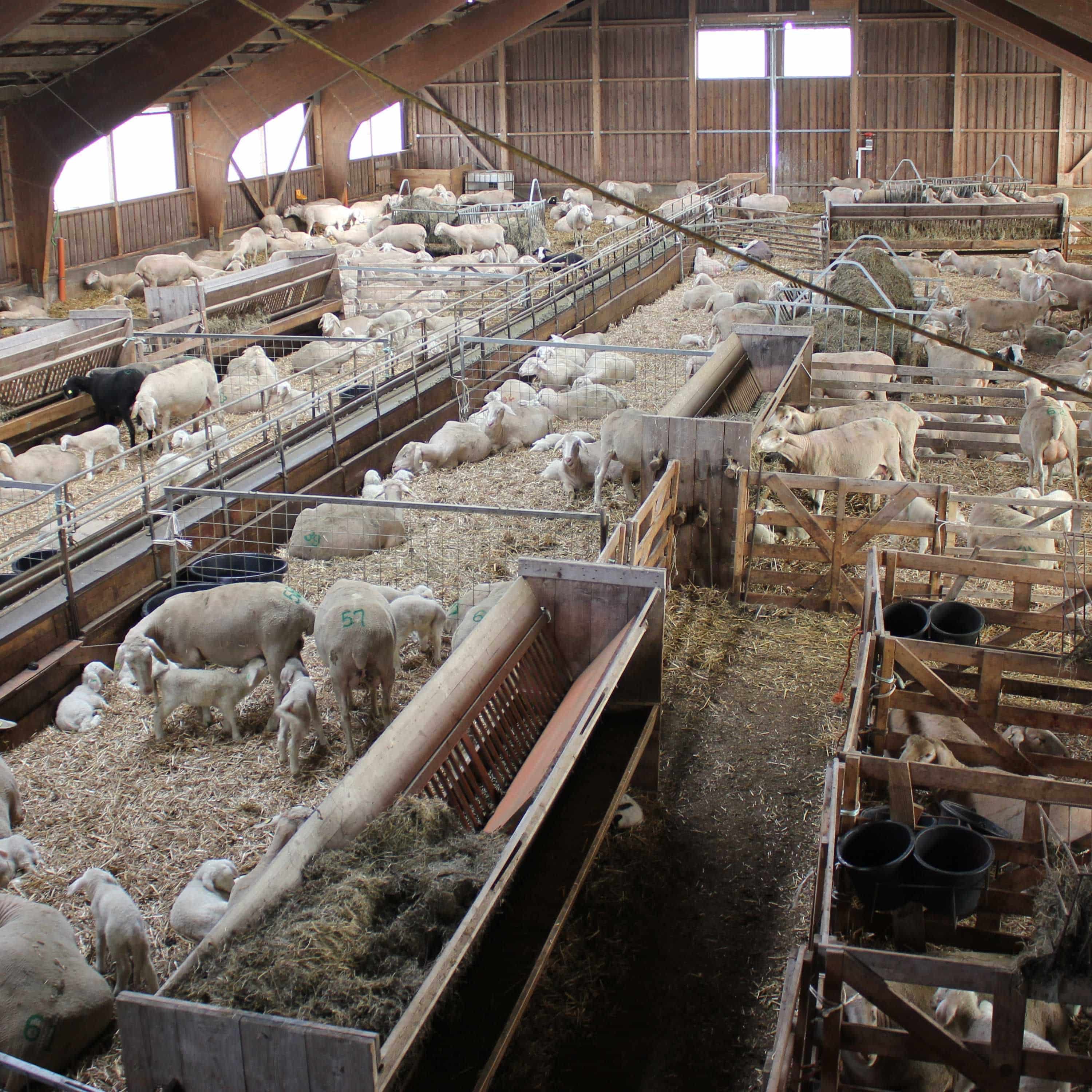 Schafstall von oben
