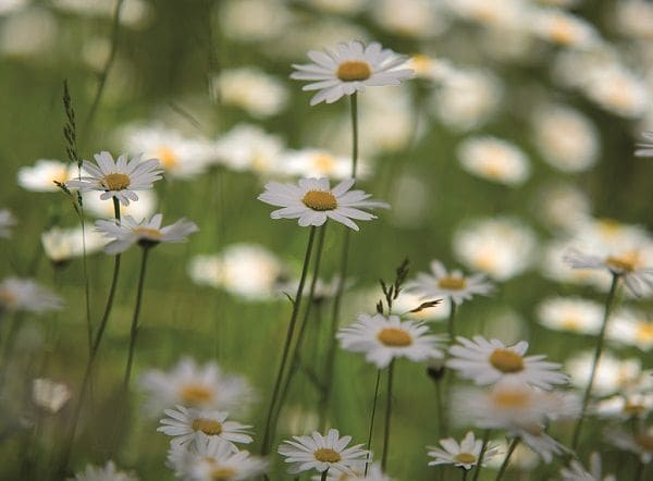 Nahaufnahme von Finkhof Margeriten