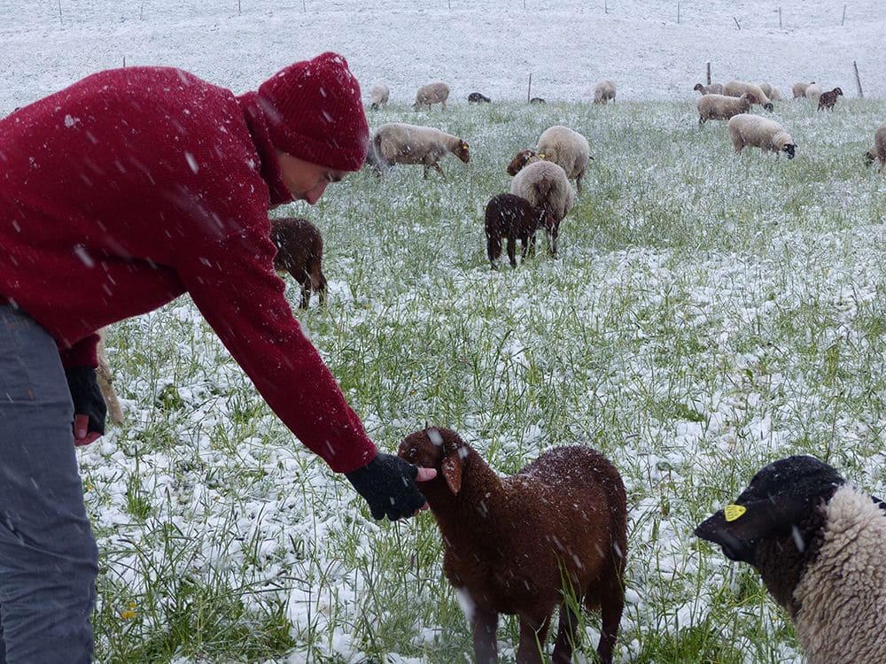 eigenschaften-der-schafwolle-temperaturausgleichend-web-P1050536 Mann mit rotem Pulli und Mütze streichelt Schafe auf der Weide während es schneit