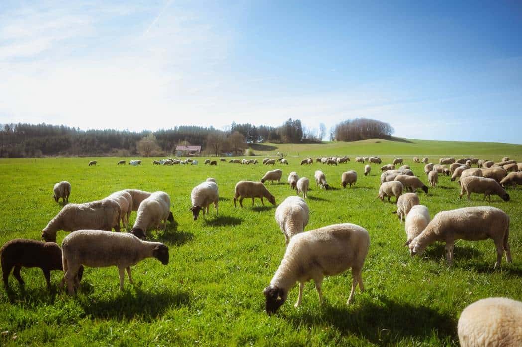 Schafe der Schäferei Falkenhof auf der sonnigen, grünen Weide