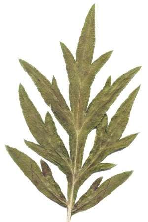 Nahaufnahme von getrocknetem Beifußblatt aus Schäfertee auf weißem Untergrund