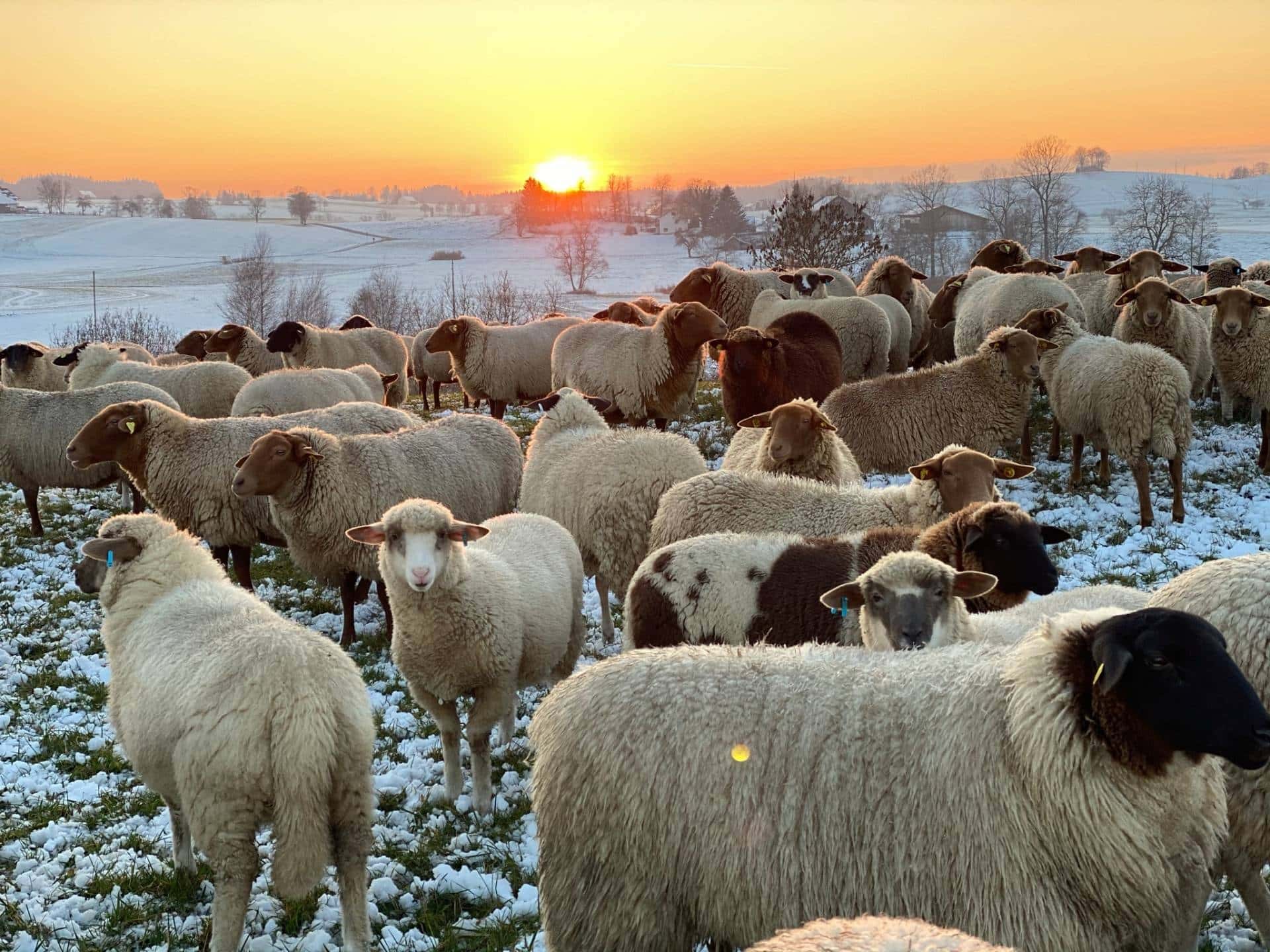 Coburger Fuchsschafe und Rhönschafe auf der Weide im Allgäu