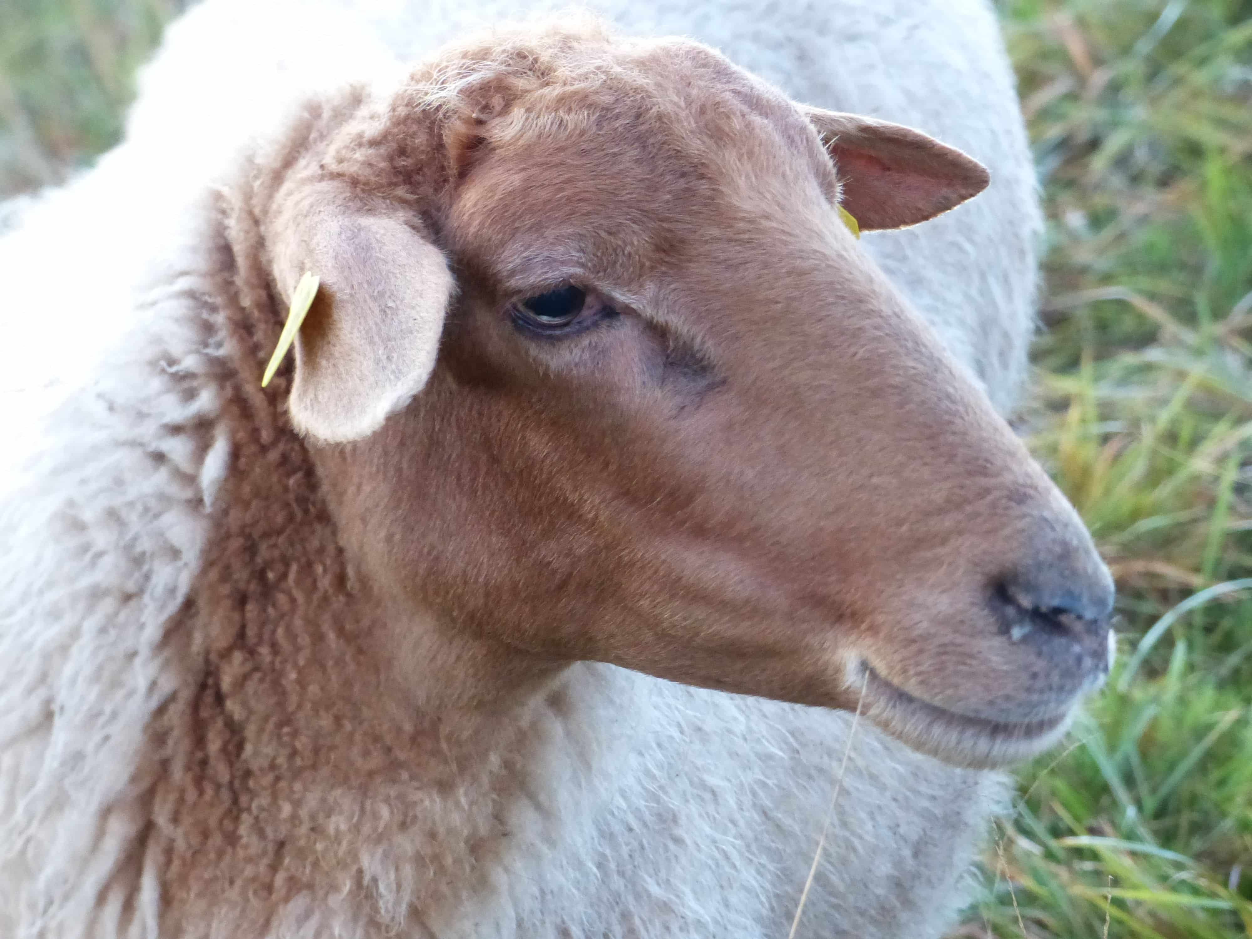 Unsere „Füchse“ sind da! Portraitfoto von Finkhof Schaf