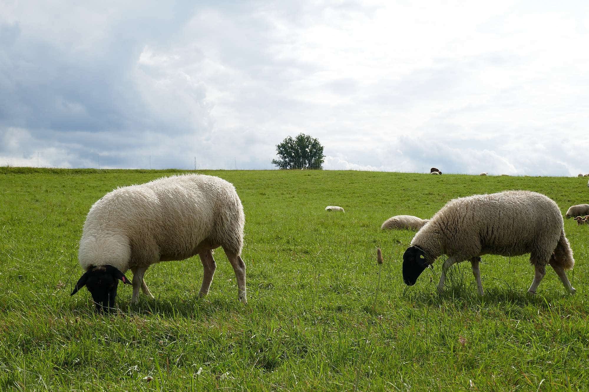 Rh-nschafe-web-560 Rhoenschafe auf der Weide