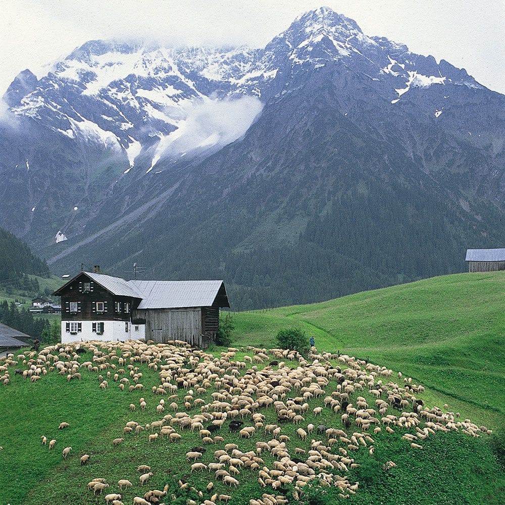 Schafherde vor einer Berghütte mit Bergen im HIntergrund