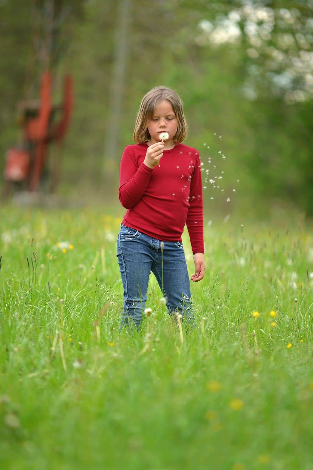Kind trägt ein rotes Langarmshirt aus bio Wolle (kbT) und Seide und spielt mit Pusteblumen auf einer Wiese