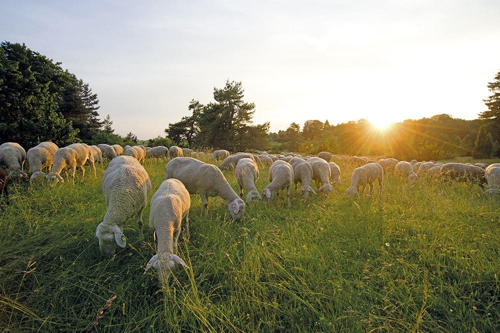 S-039-grasende-Schafe-UlM-15-DSC_7439 Finkhof Schafe, die im Sonnenuntergang grasen