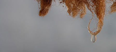 Nahaufnahme nasse Wolle / Wollfäden