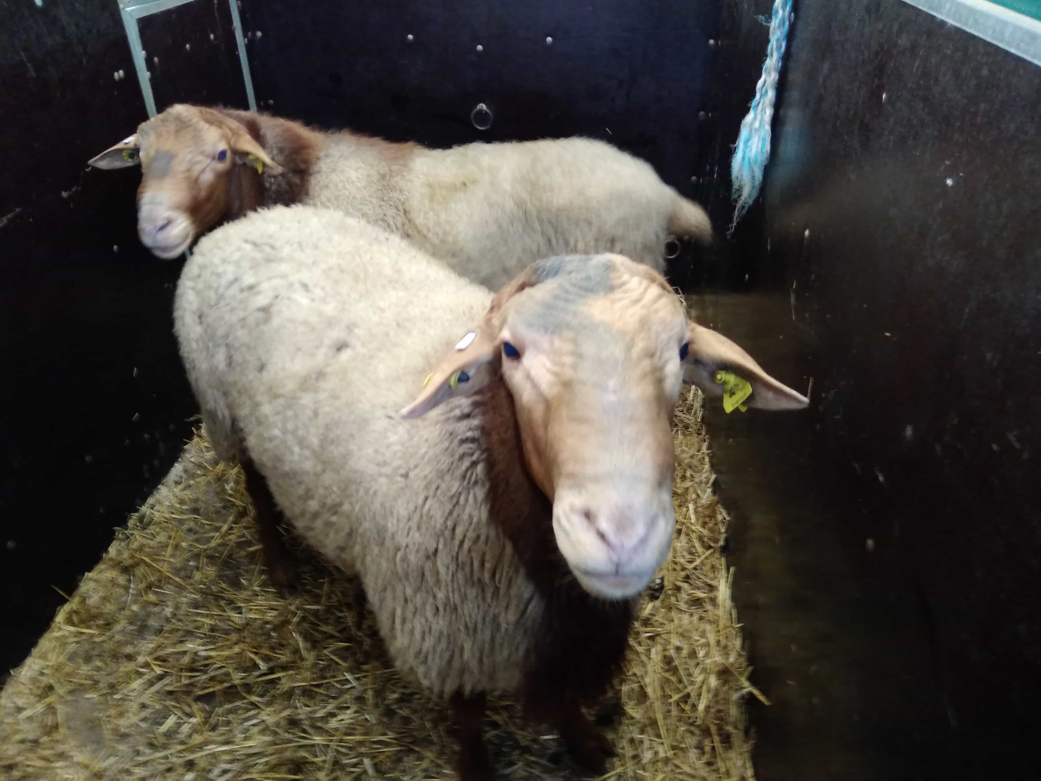 zwei Finkhof Schafe im Anhänger