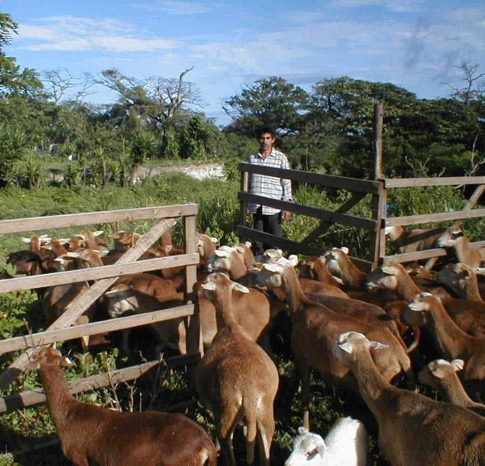 braune Schafe in Nicaragua gehen durch geöffneten Zaun