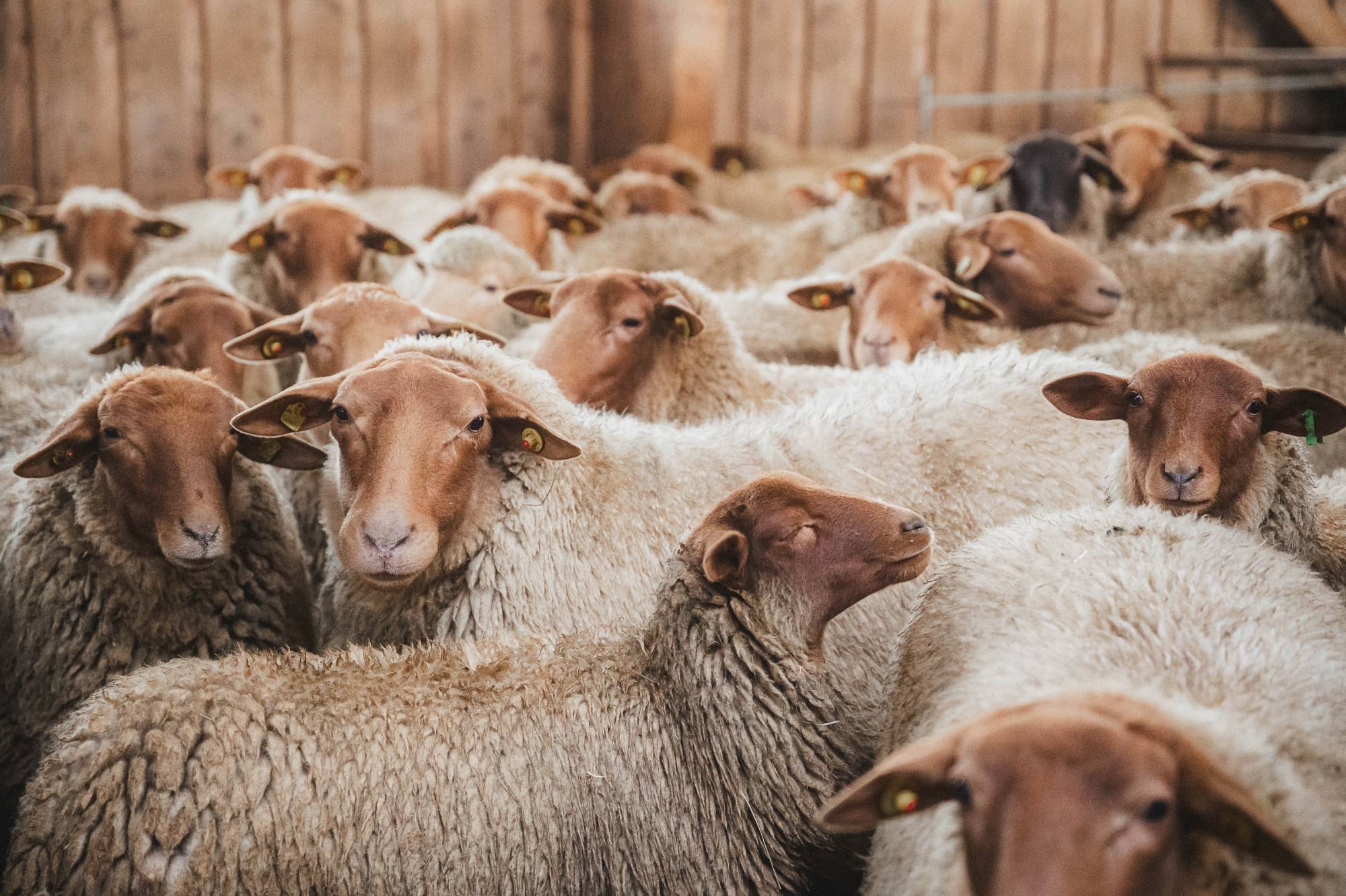 Was ist Schurwolle? Coburger Fuchsschafe im Finkhof Stall